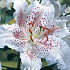 Lilium Muscadet x 2 16/18