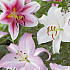 Lilium Oriental Mixed x 3 16/18