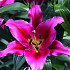 Lilium Oriental Touchstone x 2 16/18