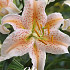 Lilium Salmon Party x 2 16/18