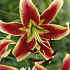 Lilium Sheherazade x 2 16/18