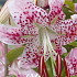 Lilium Spec. Rubrum x 2 16/18