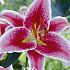 Lilium Stargazer x 2 16/18