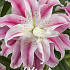 Lilium Sweet Rosy x 1 16/18