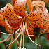 Lilium Tigriin. Splendens x 2 16/18