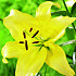 Lilium Yellow Power x 2 16/18