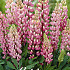 Lupinus Rose    1 I .