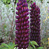 Lupinus Storm 1 I .