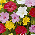 Mirabillis Jalapa Mixed x3 I .