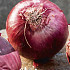 Onion Red sun 250 g I .