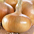 Onion Sturon .