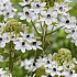 Ornithogalum Saundersiae x 2 16/18