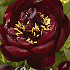 Paeonia Bella 1 I .