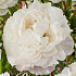 Paeonia Duchesse de Nemours x1 I