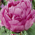 Paeonia Gilbert Barthelot x1 I