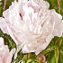 Paeonia Immaculee x1 I