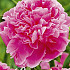 Paeonia Jacorma x1 I