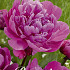 Paeonia Jadwiga x1 I