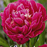 Paeonia Karl Rosenfield x1 I