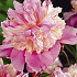 Paeonia Mdm Emile Debatain x1 I