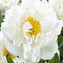 Paeonia Miss America x 1 I