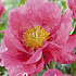 Paeonia Paula Fay x1 I