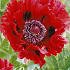 Papaver Ladybird x1 I .