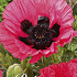 Papaver Moulin Rouge x1 I .