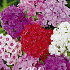 Phlox Mixed x3 I .