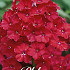 Phlox Red 1 I .