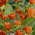 Physalis Franchetti 4 I .