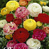 Ranunculus Mixed x 10 6/7