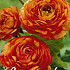 Ranunculus Orange x 10 6/7