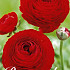 Ranunculus Red x 10 6/7