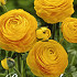 Ranunculus Yellow x 10 6/7