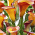 Zantedeschia Esmeralda x 1 14/16