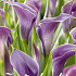 Zantedeschia Purple x 1 14/16