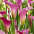 Zantedeschia Rehmanii x 1 14/16