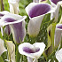 Zantedeschia Vermeer x 1 14/16