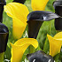 Zantedeschia Vitessa  x 2 14/16