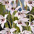 Acidanthera Murielae x 50  8/9