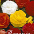 Begonia Dubbel Mix x 7  4/5