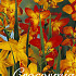 Crocosmia Mix x 40  6/7