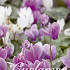 Cyclamen Hederifolium Mixed x 5  13/15