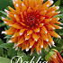 Dahlia Cactus Color Spectacle x 3 I .