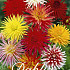 Dahlia Cactus Mix x 5 I .