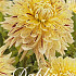 Dahlia Deco. Cambridge x 3 I .