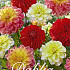 Dahlia Deco. Dahlia Decoratief Mix x 5 I .