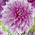 Dahlia Deco. Lavender Perfection x 3 I .