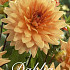 Dahlia Deco. Noordwijks Glory x 3 I .